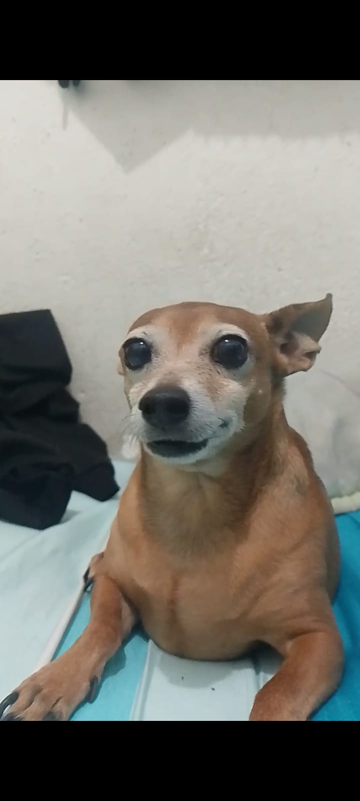 Niki mirando