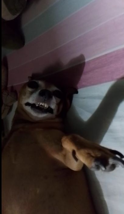 Niki descansando